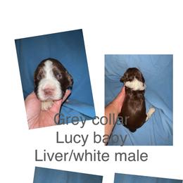 Grey collar liver and white - Liver and white English Springer Spaniel puppy in Jamestown, Kentucky from Waterworks Springers