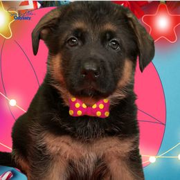 German Shepherd Puppies from Vom Archbold Haus World Class German Shepherds