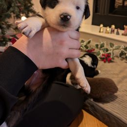 Australian Shepherd Puppies from Riley's Paw Pals