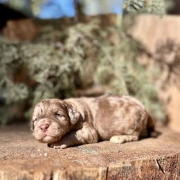 Draco - Merle male Goldendoodle puppy in Pollock Pines, California from Penny Lane’s Doodles
