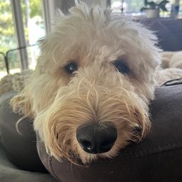 Assorted Doodle Crosses, Goldendoodles, and Poodles from Kava Kennels