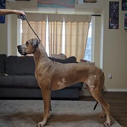 Luci - Great Dane