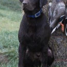 German Shorthaired Pointers and Labrador Retrievers from Uplandhills Kennel