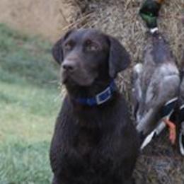 German Shorthaired Pointers and Labrador Retrievers from Uplandhills Kennel