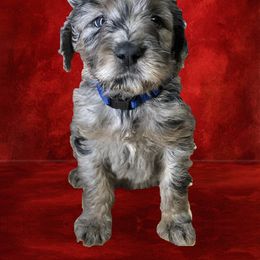 Assorted Doodle Crosses Puppies from Oodles of Kisses' Great DaNoodles