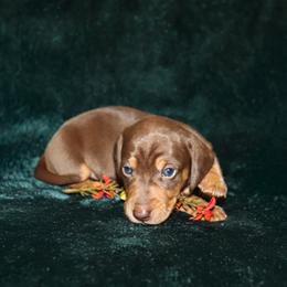 Stetson - Chocolate and tan male Dachshund puppy in Coldwater, Mississippi from Mississippi Shorties Miniature Dachshunds