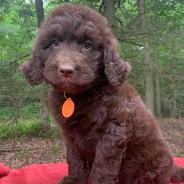 Rutvi - Chocolate female Goldendoodle puppy in New Ringgold, Pennsylvania from Hawk Mountain Doodles