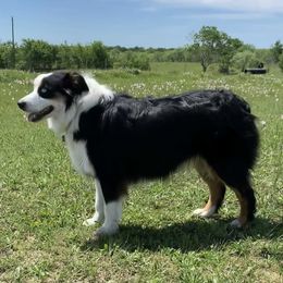 Echo - Australian Shepherd