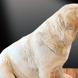 Lacy - Labrador Retriever