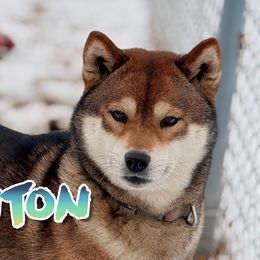 Renton - Shiba Inu