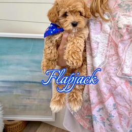 Flapjack - Apricot female Maltipoo puppy in Buford, Georgia from Petite Posh Puppies