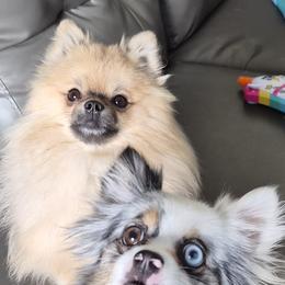 Pomeranians from Magic City Poms