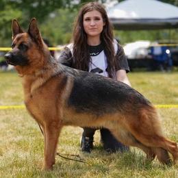 Sully - Black and red male German Shepherd puppy in Canton, Texas from WILDWOOD GERMAN SHEPHERDS