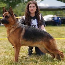 Sully - Black and red male German Shepherd puppy in Canton, Texas from WILDWOOD GERMAN SHEPHERDS
