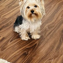 Kira - Yorkshire Terrier