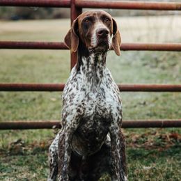 Archer - German Shorthaired Pointer