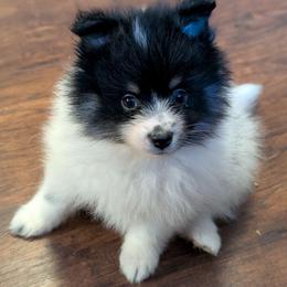 Big TriParti Boy - Black parti male Pomeranian puppy in Danielsville, Georgia from PassionatePomPoms