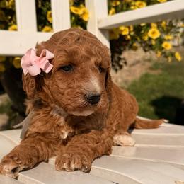 Briar - Apricot female Double Doodle puppy in Deer Park, Washington from Doodle Paw Ranch