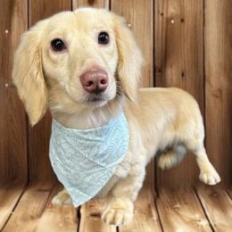 Jaxon - Dachshund