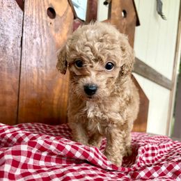 Duke - Apricot male Poodle puppy in Utica, Ohio from Poodle Me Crazy