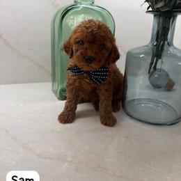 Sam - Red  male Goldendoodle puppy in Mint Hill, North Carolina from DoodleForever