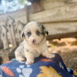 Rosetta (2800) - White merle female American Corgi puppy in Valley, Washington from Corgis of the Mountain Valley