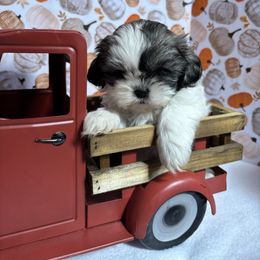 Daphne - Brindle and white female Shih Tzu puppy in Mountain Grove, Missouri from Happy Hounds and More🐾