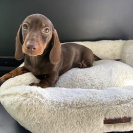 Snickers - Chocolate and tan male Dachshund puppy in Temecula, California from Naomi Magee's Dachshund Kennel