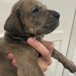 Lemon - Blue brindle female Great Dane puppy in Florida from Beachside Kennels