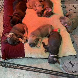 French Bulldog Puppies from Pettybilt Frenchies