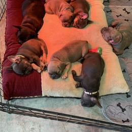 French Bulldog Puppies from Pettybilt Frenchies
