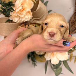 Casper 4100 - Cream male Dachshund puppy in Mayville, Michigan from Teenie Little Hearts