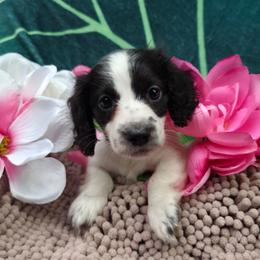 Edmund - Piebald male Dachshund puppy in Pocasset, Massachusetts from Dachs of the Bay