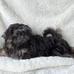 Bluebell - Blue female Shih Tzu puppy in Waynesboro, Pennsylvania from Big Win Shih Tzus