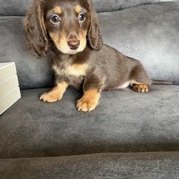 Lola - Chocolate and tan female Dachshund puppy in Stuart, Iowa from Johnson Family Corgis and more