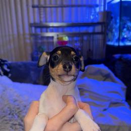 Pup E - White black and tan female Toy Fox Terrier puppy in Clermont, Florida from Debbie Hiles's Toy Fox Terriers