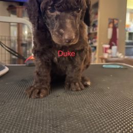Duke - Poodle puppy in Kentucky from Stacey's Poodles