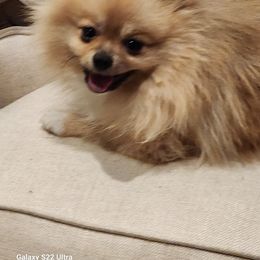 Chi chi - Pomeranian