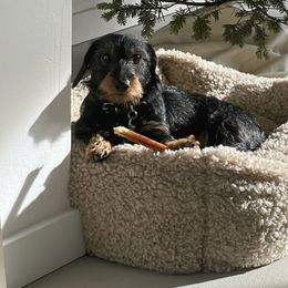 Wave - Dachshund