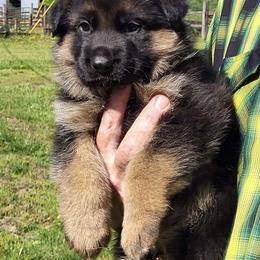 D'Artagnan - Black and red male German Shepherd puppy in Rockfield, Kentucky from Cheveyo German Shepherds