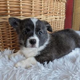 Bernadette - Brindle and white female American Corgi puppy in Shawnee, Oklahoma from Sunray Ranch