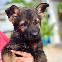 German Shepherd Puppies from Keys K9s