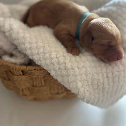 Green - Yellow male Labrador Retriever puppy in Oklahoma City, Oklahoma from H & H Retrievers