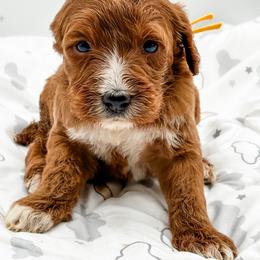 Cherry - Red  female Goldendoodle puppy in Belton, South Carolina from Poodley Doodley Doo