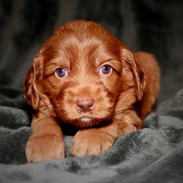Trifle - Caramel female Australian Labradoodle puppy in Stanwood, Washington from Victoria Creek Australian Labradoodles