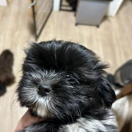 Crisp - Black and white male Shih Tzu puppy in Statesboro, Georgia from Magnolia Small Breeds