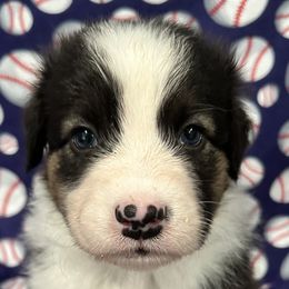 Squints - Australian Shepherd puppy in Fayetteville, Arkansas from Lightning Round Aussies
