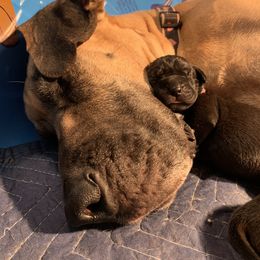 Great Dane Puppies from Janet Taylor
