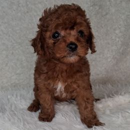 Honey (F1b) - Brown female Cavapoo puppy in Centerton, Arkansas from Velvet Paws Cavapoos