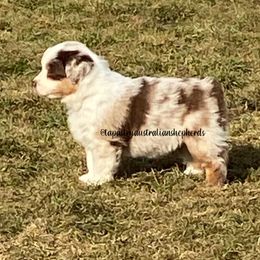 Australian Shepherd and Miniature Australian Shepherd Puppies from Tapestry Australian Shepherds